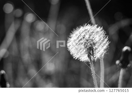 A close-up of a dandelion shows its delicate seeds ready to disperse A close-up of a dandelion shows its delicate seeds ready to disperse 127765015