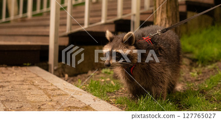 Raccoon in Red Harness on the Lookout Raccoon in Red Harness on the Lookout 127765027
