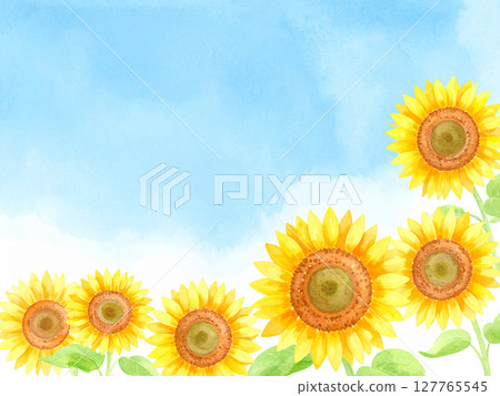 Sunflower and blue sky 127765545