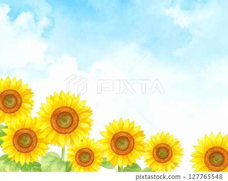 向日葵和藍天 127765548