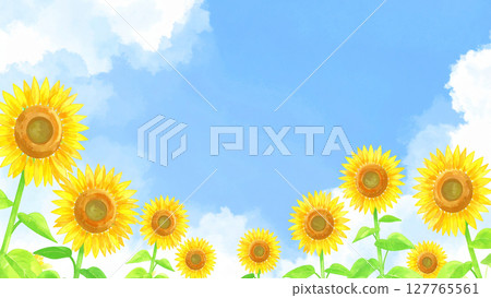 向日葵和藍天 127765561