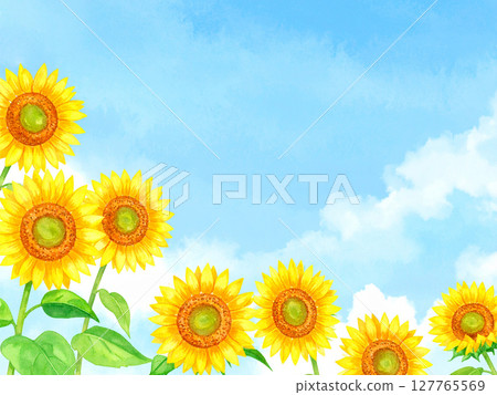Sunflower and blue sky Sunflower and blue sky 127765569