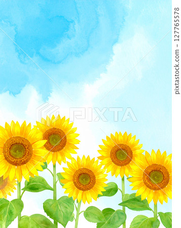 Sunflower and blue sky 127765578