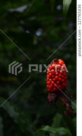 Fruit-001 Fruit-001 127765836