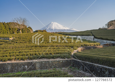 富士市小淵節風景(靜岡縣) 富士市小淵節風景(靜岡縣) 127766572