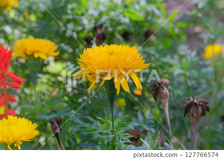 Gardening concept. Marigold plant with yellow flowers on a white background. Emphasizing the beauty and details. 127766574