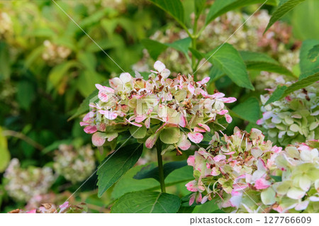 Hydrangea is growing in cottage garden. Dry Hydrangea grows in park in autumn. Flowers is grown as garden plants Hydrangea is growing in cottage garden. Dry Hydrangea grows in park in autumn. Flowers is grown as garden plants 127766609