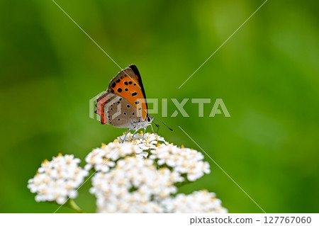 Lycaena phlaeas 127767060