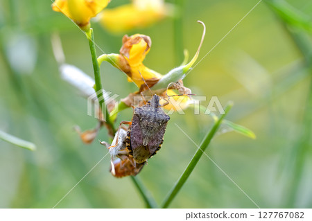 Rabbit bug Rabbit bug 127767082