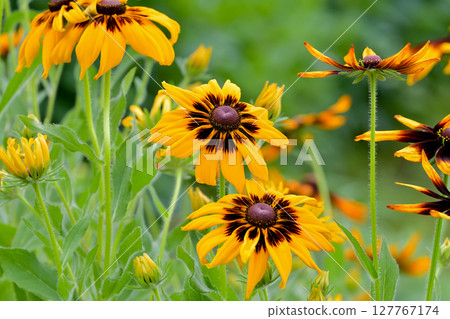 Rudobekia 127767174