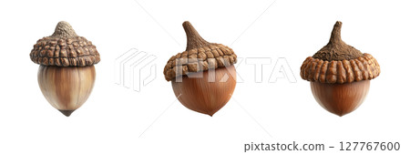 Acorn Trio Set. Nature And Botanical Study Collection Isolated On Transparent Background 127767600