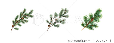 Pine Branches With Cones Set. Nature And Holiday Decoration Collection Isolated On Transparent Background 127767601