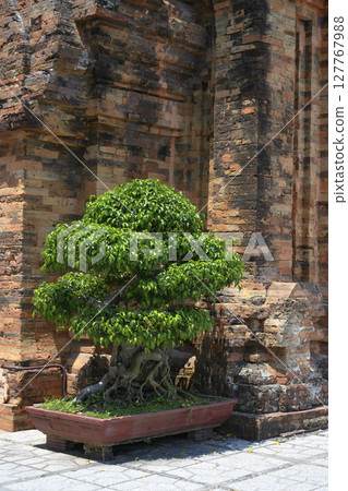 Tropical tree and brickwork of ancient Po Nagar Cham Tower of the 12 century in Nha Trang, Vietnam Tropical tree and brickwork of ancient Po Nagar Cham Tower of the 12 century in Nha Trang, Vietnam 127767988
