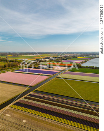 Aerial view of vibrant tulip fields in full bloom stretching along a calm canal, with farmland and green pastures under a soft morning sky in the Dutch countryside. Beautiful lake. 127768013