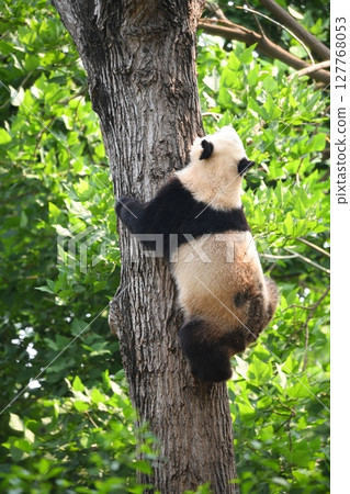 Giant panda climbing a tree 127768053