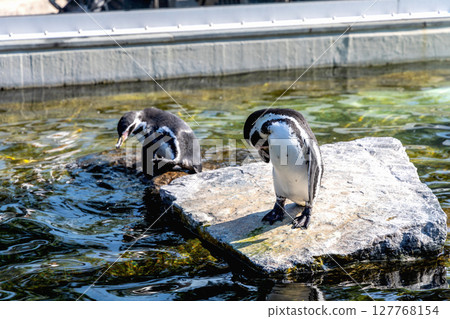 Cute penguin swimming in water Cute penguin swimming in water 127768154