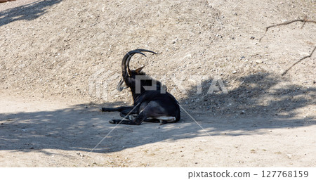 Mountain goat with horns lies in the shade of a mountain 127768159