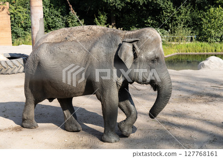 A large African elephant walks alone in a nature park 127768161