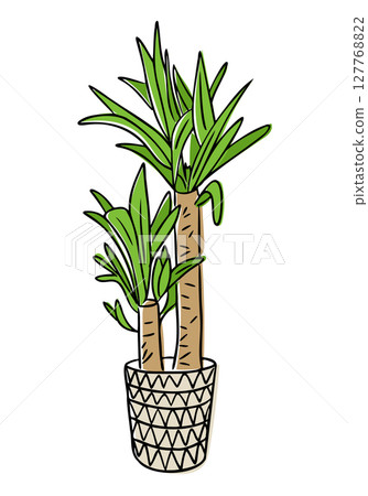 Indoor potted palm plant with long green leaves and textured stems in hand drawn style Indoor potted palm plant with long green leaves and textured stems in hand drawn style 127768822
