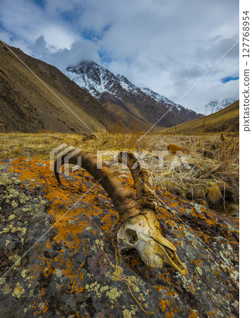 Goat skull resting on rock in serene mountainous Kyrgyzstan region 127768954