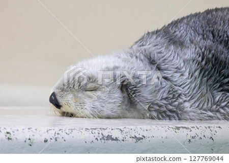Sea Otter Closing His Eyes 127769044