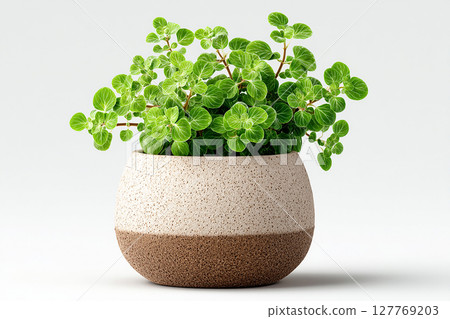 Minimalist or contemporary interior design imagery. Oregano plant with small leaves in pot in rustic style on a white background. Minimalist or contemporary interior design imagery. Oregano plant with small leaves in pot in rustic style on a white background. 127769203