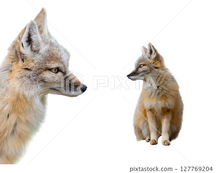 two corsac fox sitting isolated on white two corsac fox sitting isolated on white 127769204