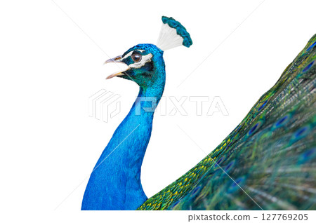 peacock isolated on white background peacock isolated on white background 127769205