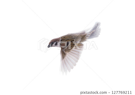 flying sparrow isolated on white background flying sparrow isolated on white background 127769211