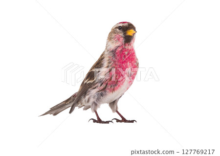 Common Redpoll  isolated on white background 127769217