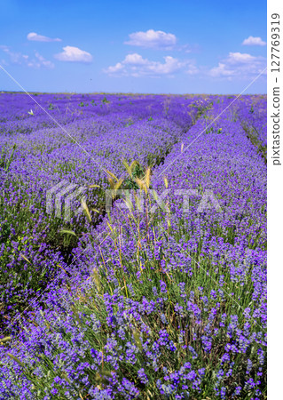 Lavender field with blooming rows and golden wheat spikes under clear blue sky. Concept of lavender growth as seasonal harmony, wild agriculture, visual countryside beauty 127769319