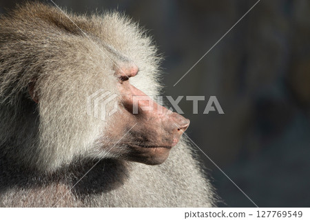 Baboon Portrait Zoo Animal Closeup. A hamadryas baboon stares intensely at the camera, its long, gray fur and prominent snout visible. Baboon Portrait Zoo Animal Closeup. A hamadryas baboon stares intensely at the camera, its long, gray fur and prominent snout visible. 127769549