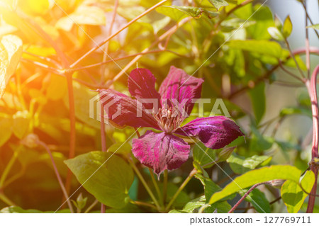 Clematis Vine Flower Bloom: Purple flower blooms in garden, sunny day; for nature beauty Clematis Vine Flower Bloom: Purple flower blooms in garden, sunny day; for nature beauty 127769711