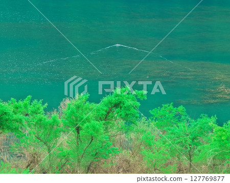 Fresh greenery on Lake Akiogi in Akita Prefecture - Submerged forest reflecting in the water 127769877