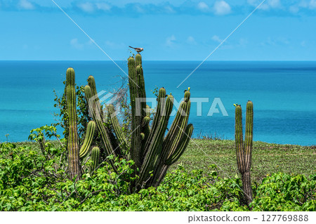 Serrote de Jericoacoara trail along the coast and beaches from Jericoacoara to Pedra Furada in Ceara State of Brazil Serrote de Jericoacoara trail along the coast and beaches from Jericoacoara to Pedra Furada in Ceara State of Brazil 127769888