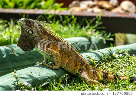 The Green Iguana is a large species of lizard native to Central and South America. The Green Iguana is a large species of lizard native to Central and South America. 127769895