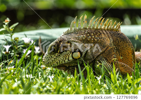 The Green Iguana is a large species of lizard native to Central and South America. 127769896