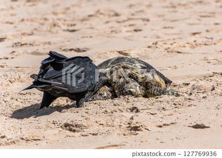 Vultures eating a dead turtle on the beach of Canoa Quebrada at Aracati in Ceara, Brazil. Vultures eating a dead turtle on the beach of Canoa Quebrada at Aracati in Ceara, Brazil. 127769936