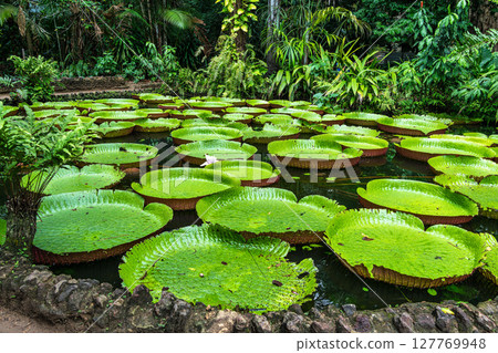 Amazonian lily in water, the largest aquatic plant in the world in Belem do Para, Brazil 127769948