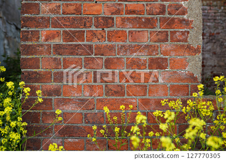 Old brown texture of brickwork building wall with yellow wild flowers 127770305