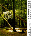 The bright sunlight is shining beautifully through the trees in the forest 127771226