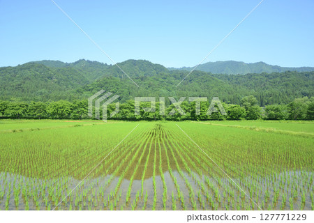 初夏水稻插秧後的稻田 127771229