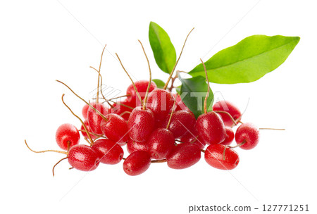 Elaeagnus multiflora isolated on white background. Cherry elaeagnus or cherry silverberry with green leaves. Goumi or gumi berry. Elaeagnus multiflora isolated on white background. Cherry elaeagnus or cherry silverberry with green leaves. Goumi or gumi berry. 127771251