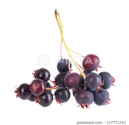 Serviceberry isolated on white background. Saskatoon, amelanchier, shadbush, juneberry, irga or sugarplum ripe berries. Serviceberry isolated on white background. Saskatoon, amelanchier, shadbush, juneberry, irga or sugarplum ripe berries. 127771252