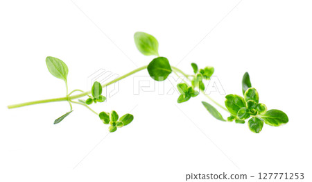 Fresh thyme sprig isolated on white background. Lemon thyme or Thymus citriodorus. Medicinal and culinary herb. Clipping path. Fresh thyme sprig isolated on white background. Lemon thyme or Thymus citriodorus. Medicinal and culinary herb. Clipping path. 127771253