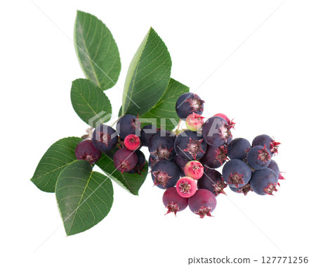 Serviceberry with green leaves isolated on white background. Saskatoon, amelanchier, shadbush, juneberry, irga or sugarplum ripe berries. Serviceberry with green leaves isolated on white background. Saskatoon, amelanchier, shadbush, juneberry, irga or sugarplum ripe berries. 127771256