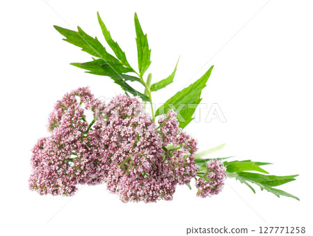 Valerian flowers isolated on white background. Valeriana officinalis. Medicinal herbs. 127771258