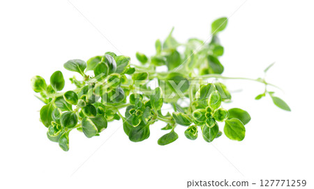 Fresh thyme sprig isolated on white background. Lemon thyme or Thymus citriodorus. Medicinal and culinary herb. Clipping path. 127771259