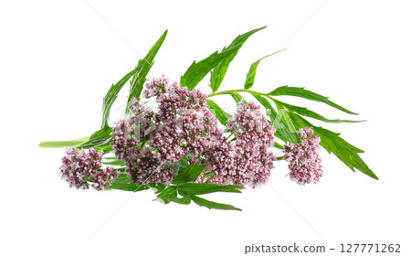 Valerian flowers isolated on white background. Valeriana officinalis. Medicinal herbs. 127771262