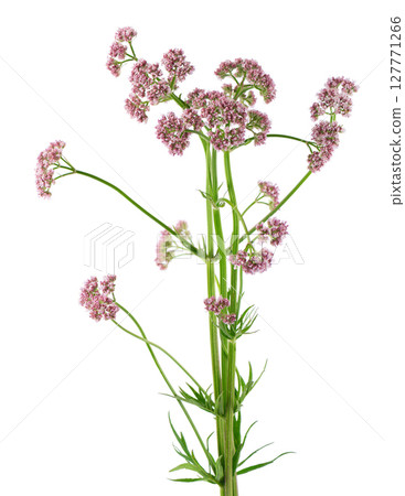 Valerian flowers isolated on white background. Valeriana officinalis. Medicinal herbs. 127771266